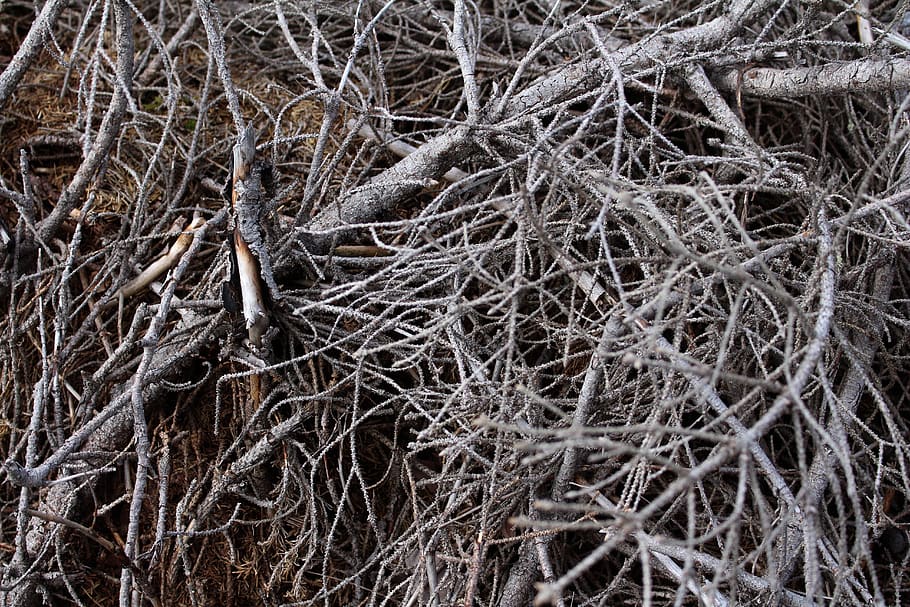 twigs, branches, tree, tree branches, dry branches, dry twigs, HD wallpaper