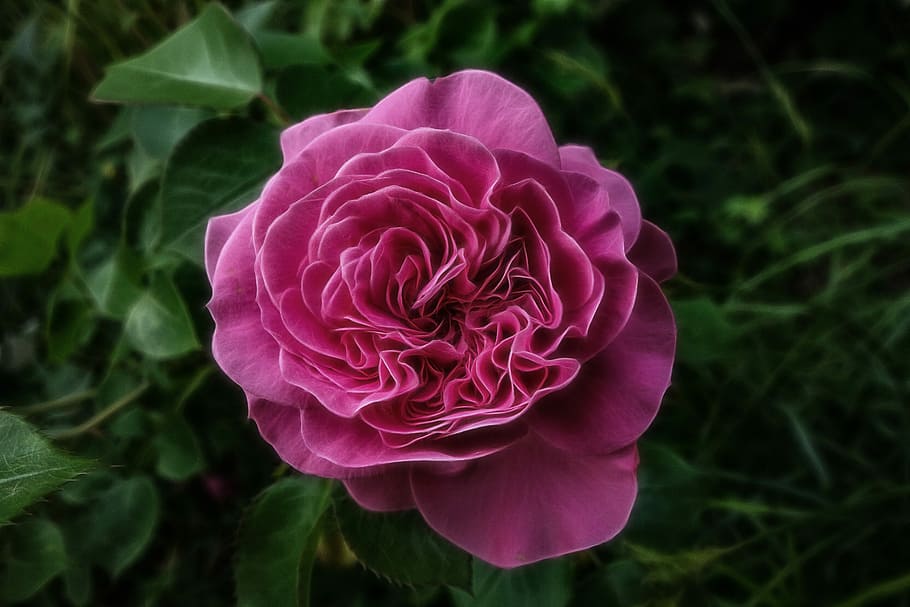 rose, flower, blossom, bloom, pink, rose blooms, nature, romantic HD wallpaper