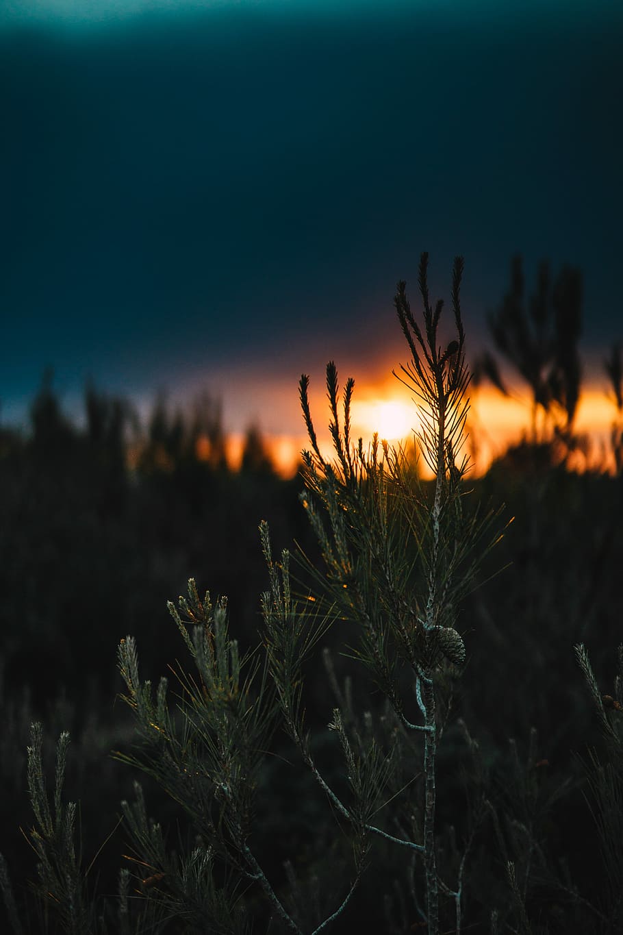 shallow focus photography of green leafed plant, tree, pine, blue, sky, burn, sun HD wallpaper