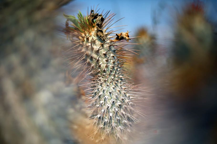 Cacti, Desert, Succulent, nature, cactus, close-up, plant, thorn HD wallpaper