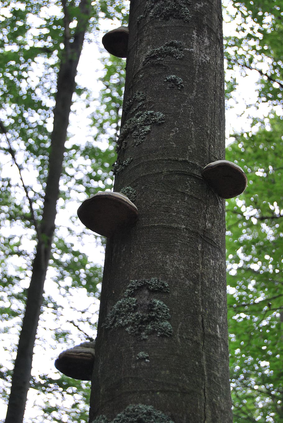 tree, forest, hub, plant, tree trunk, low angle view, nature HD wallpaper