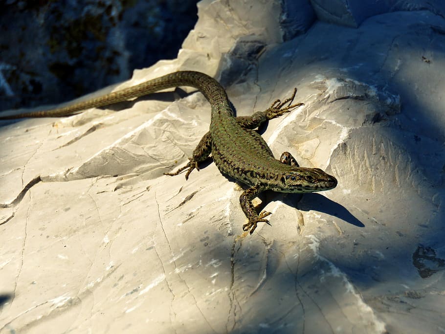 nature, reptile, lizard, animal themes, one animal, animal wildlife HD wallpaper