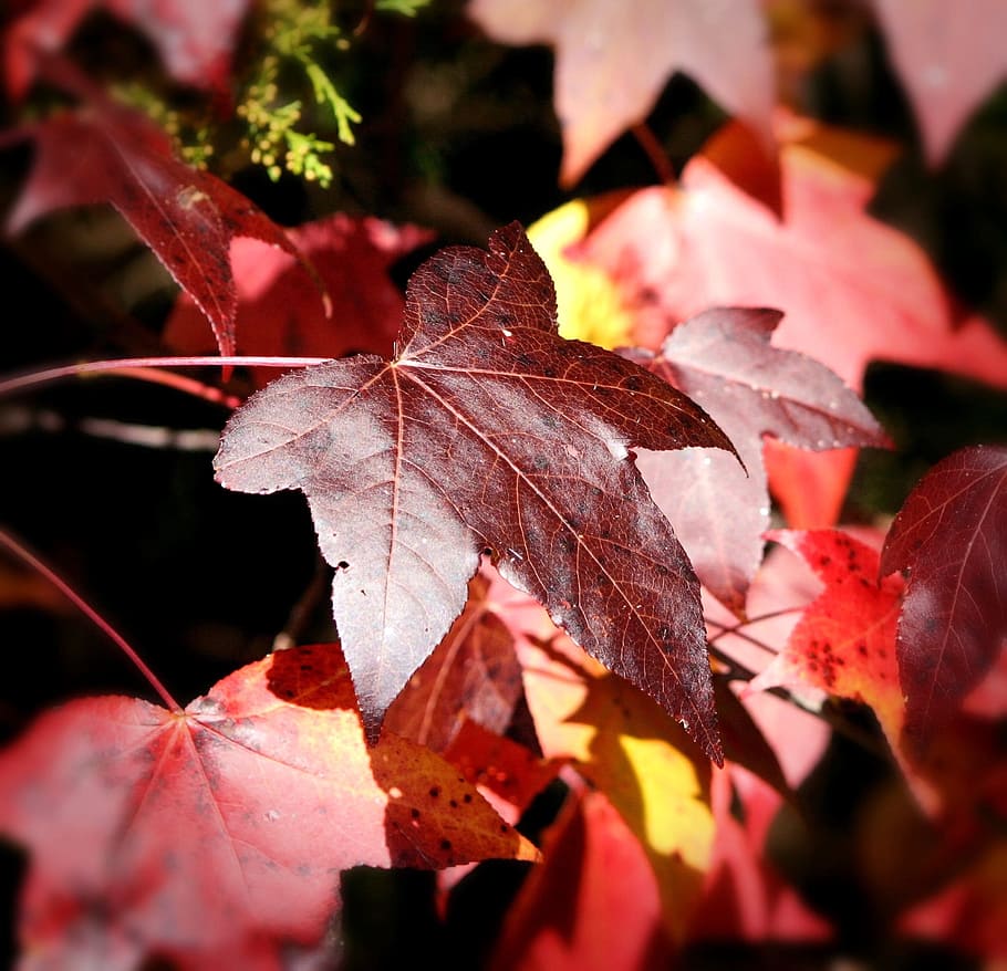 Maple Leaf, Leaves, Fall, Autumn, Color, red, maroon, nature HD wallpaper
