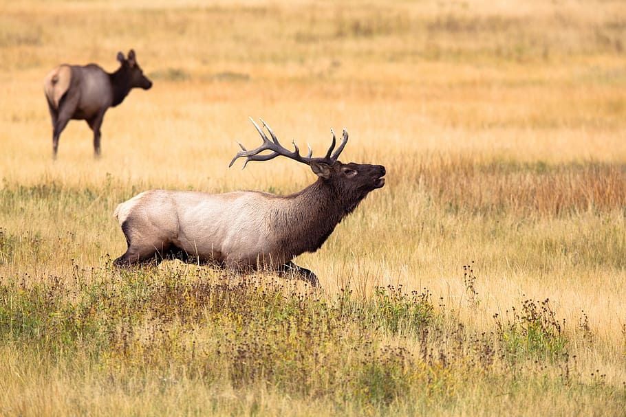 brown deer standing on green grass field, animal, wildlife, nature HD wallpaper