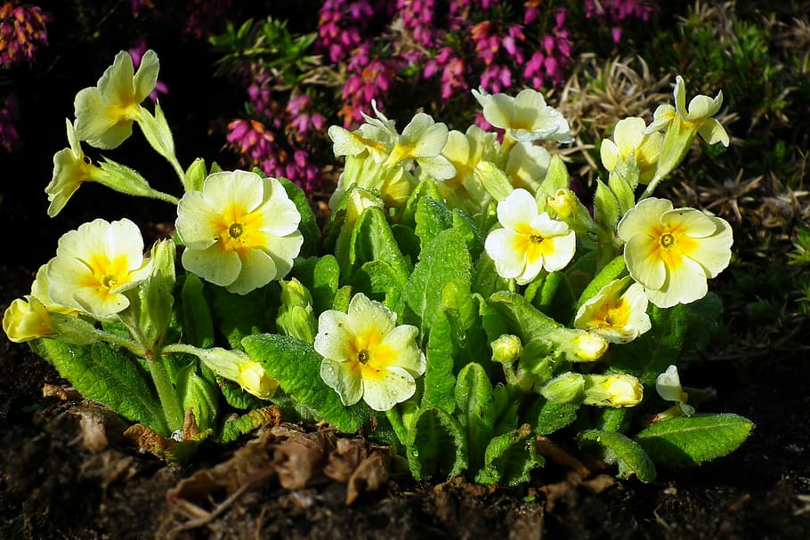 flower, primula, spring, nature, plant, garden, flowering plant HD wallpaper