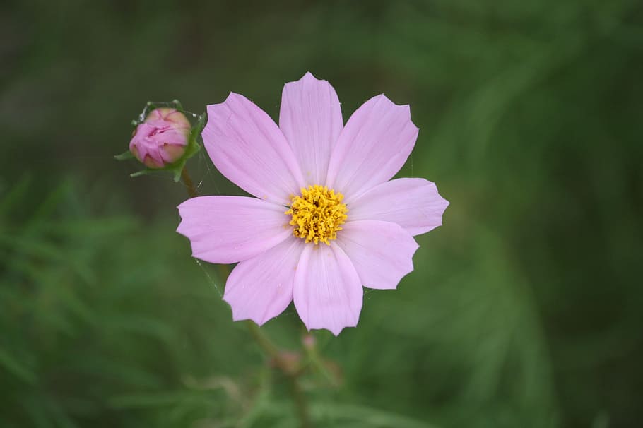 flowers, pink, beautiful, nature, country, landscape, cosmos, HD wallpaper