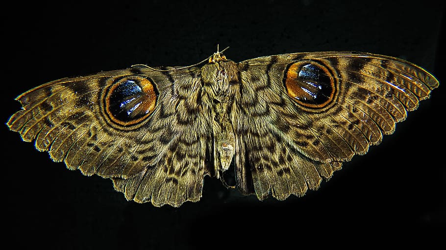 brown owl butterfly, moth, close, animal themes, one animal HD wallpaper