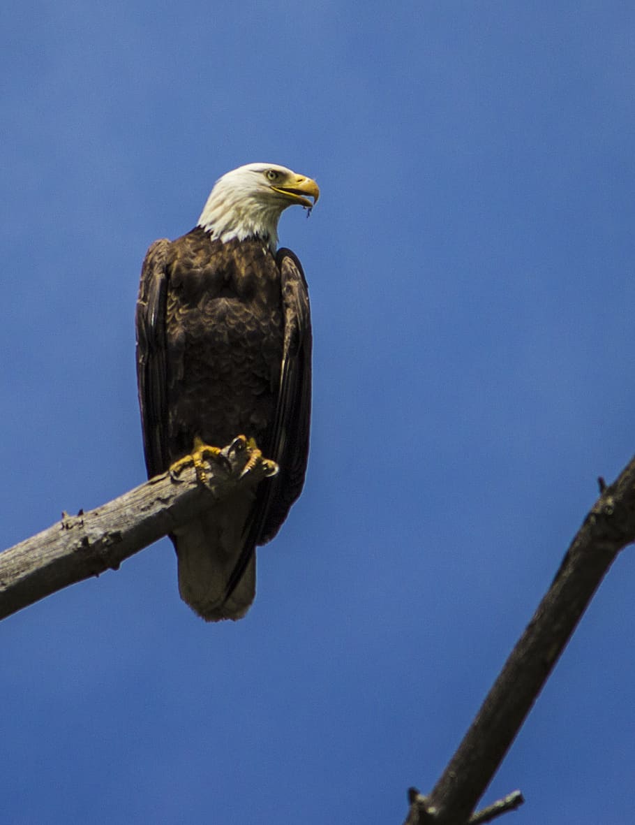 eagle, raptor, bald eagle, bird, majestic, wildlife, predatory HD wallpaper