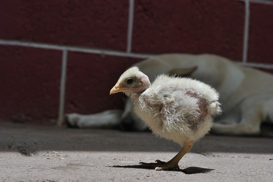 chicken, ave, hen, animal themes, bird, young bird, livestock HD wallpaper