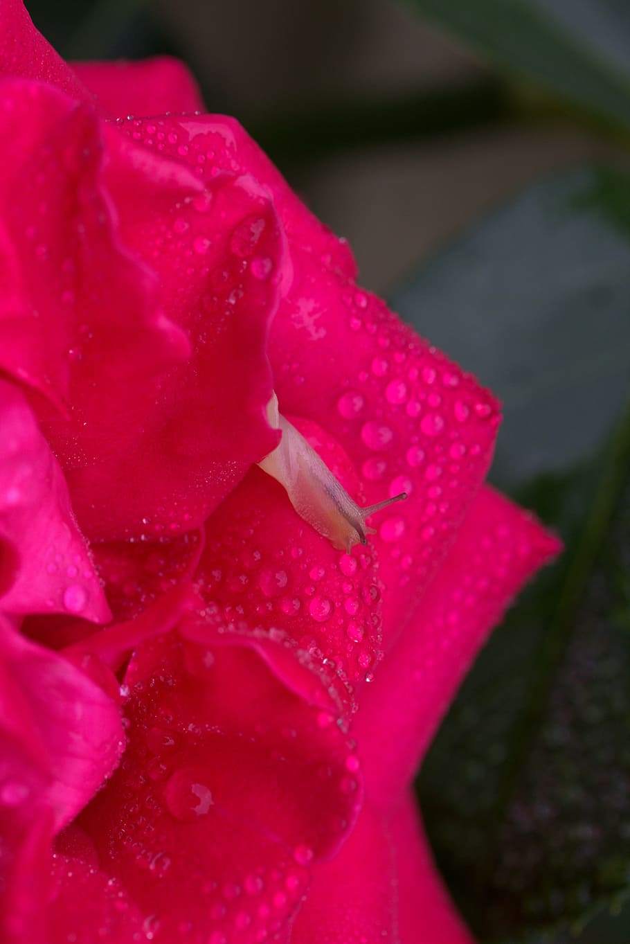 snail, rose, red, drops, shell, dew, petals, flower, nature HD wallpaper