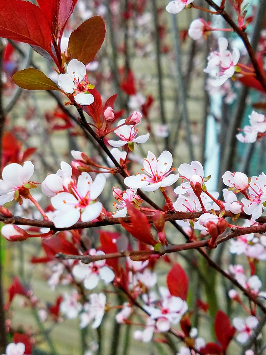 flower, branch, tree, nature, season, blooming, outdoors, closeup HD wallpaper