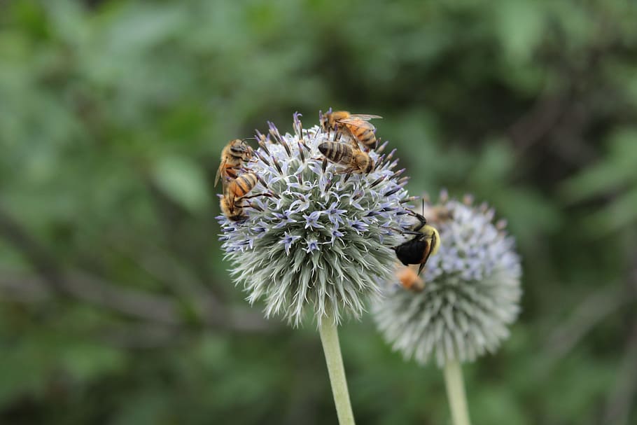 bees, nectar, honeybees, flower, botanical gardens, denver HD wallpaper