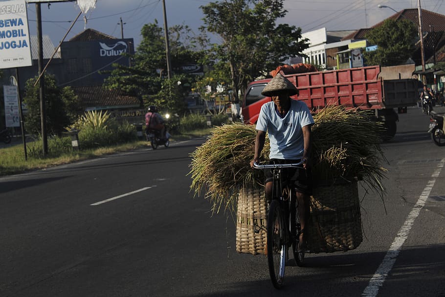 farmer, road, landscape, transportation, real people, street HD wallpaper