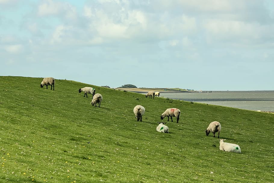 sheep, dike sheep, pellworm, island, north sea, wadden sea HD wallpaper