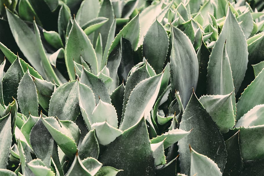 green leafed plant, plants, cactus, cacti, botanical, botany HD wallpaper
