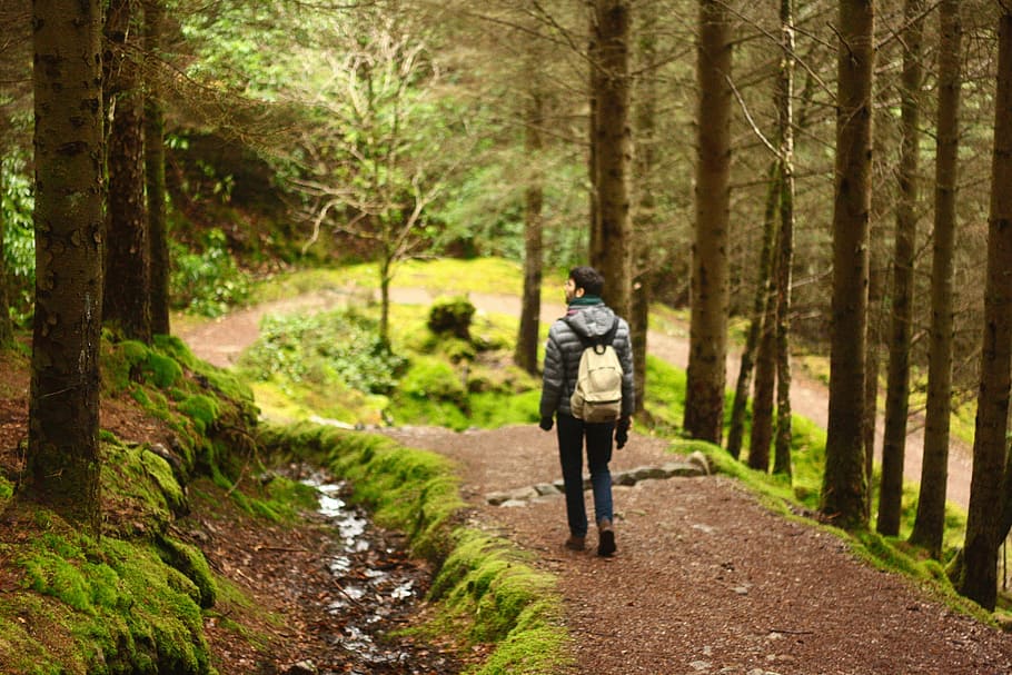 A walk in the woods, man walking in forest during daytime, track HD wallpaper