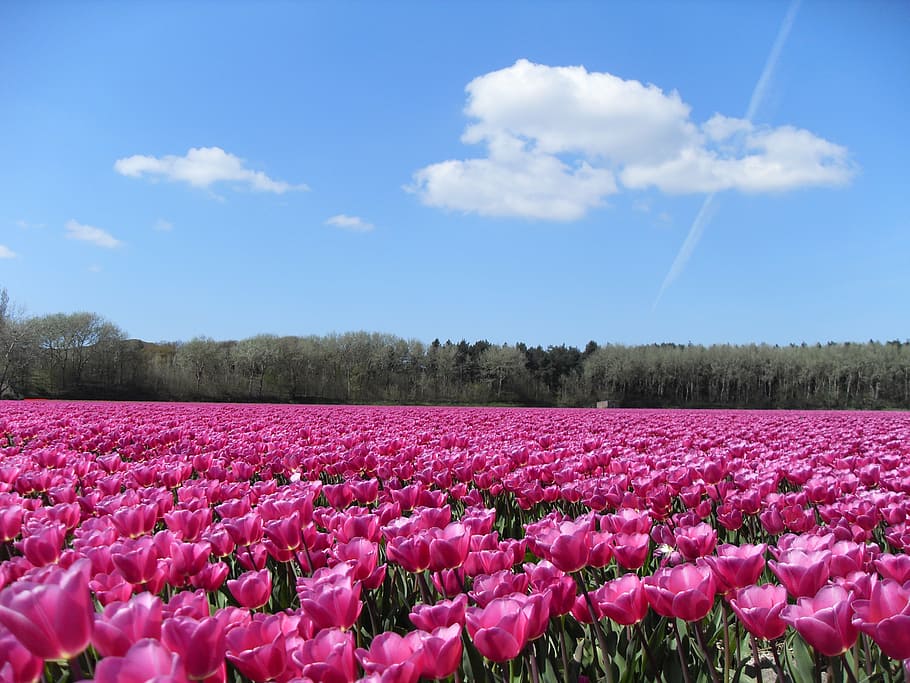 tulips, pink, blue sky, spring, nature, landscape, clouds, flower HD wallpaper