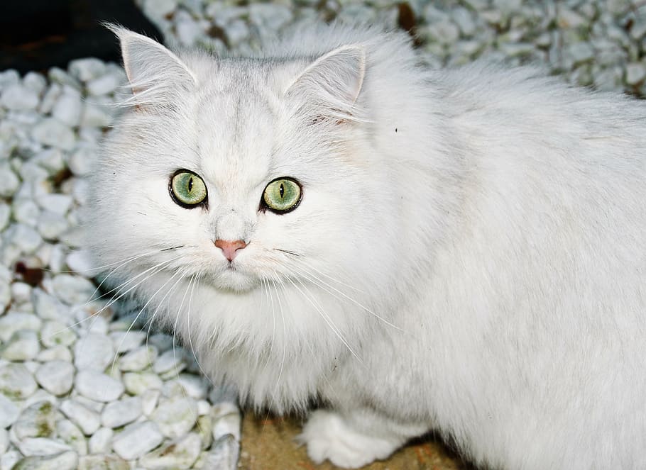 cat, leipzig, white, predator, animal, eyes, beauty, snow white HD wallpaper