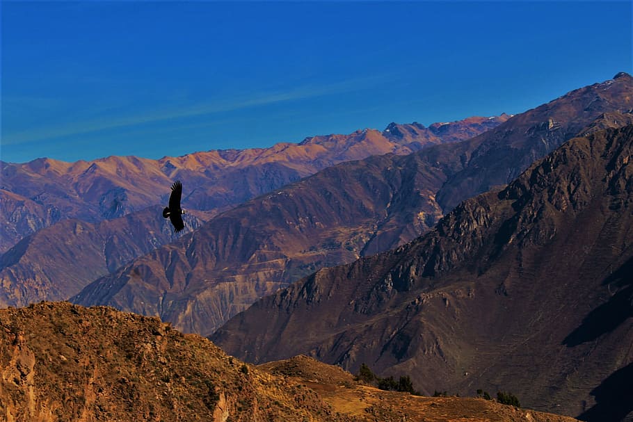 flying bird under blue sky during daytime, Condor, Colca Canyon