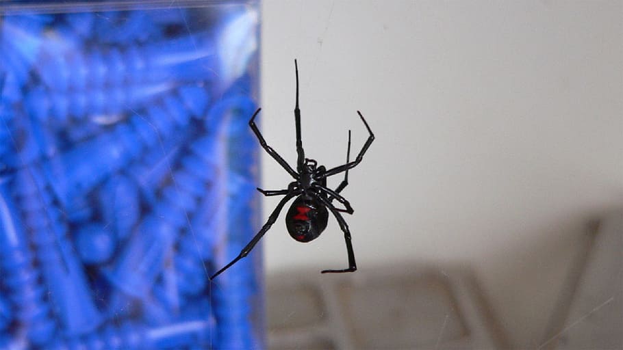 HD wallpaper: black widow, spider, venomous, danger, poisonous, red  hourglass | Wallpaper Flare