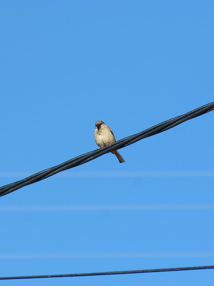 sparrow, cable, wiring, bird, blue sky, animal, animal themes HD wallpaper