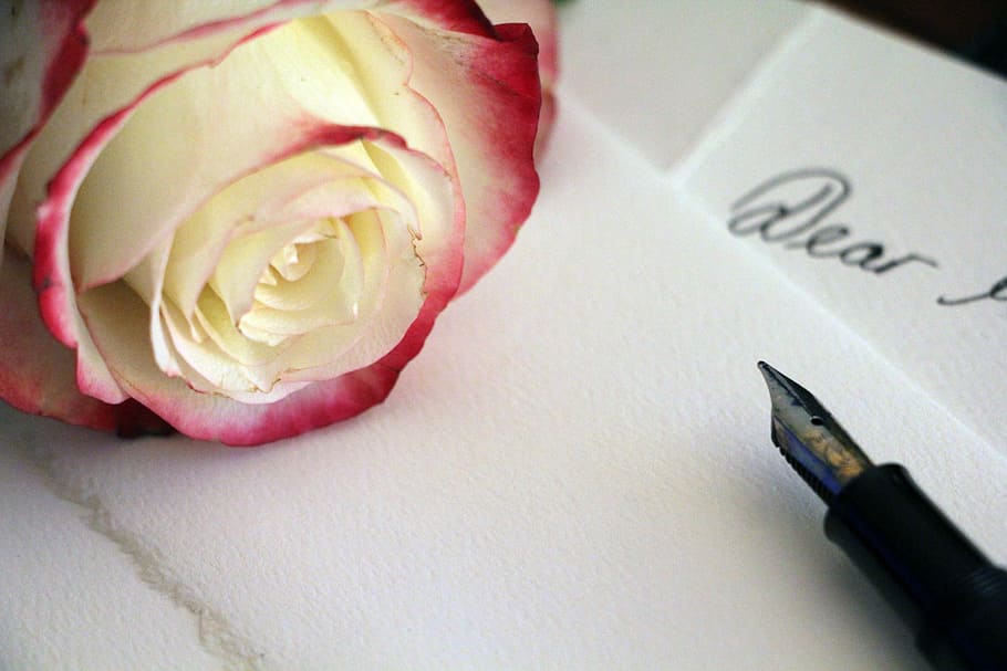 white and red flower beside fountain pen, Rose, Pink, Pink Rose, HD wallpaper