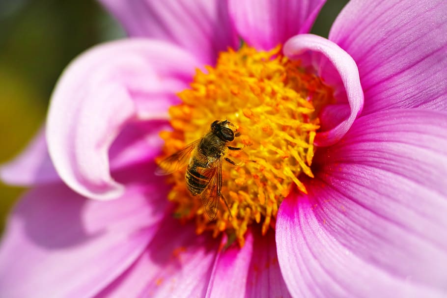 hoverflies, cosmos, pollen, macro, bee, insect, nature, flower HD wallpaper
