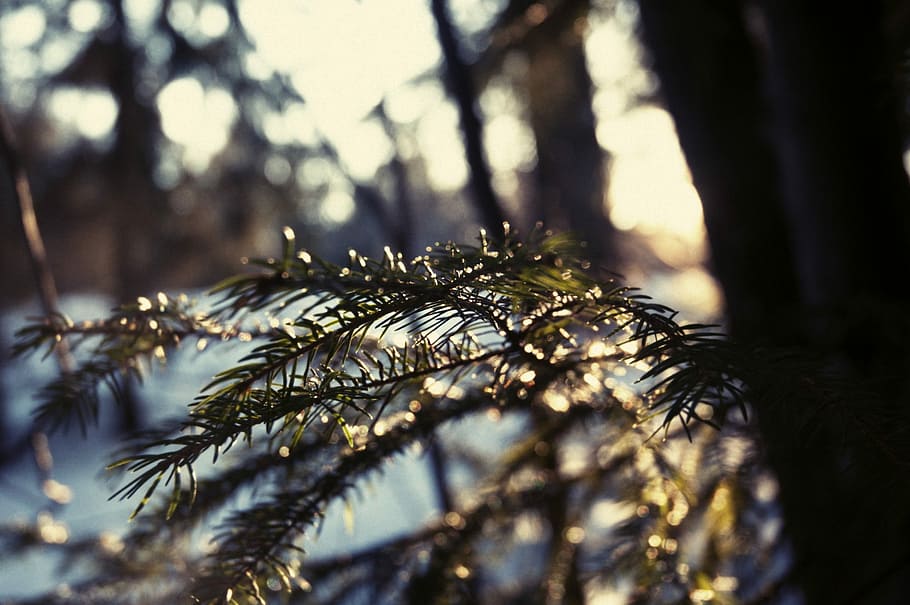 Winter, Nature, Snow, Cold, Landscape, trees, spruce, sun, pine tree HD wallpaper