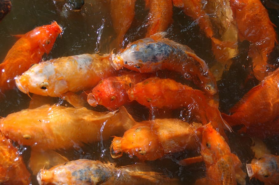 fish, orange, carp, food, animal, koi Carp, animal themes, animal wildlife HD wallpaper