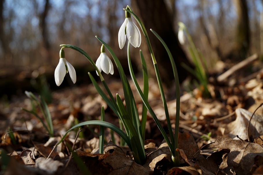 close up photo of white flowers, snowdrop, spring, nature, spring flower HD wallpaper