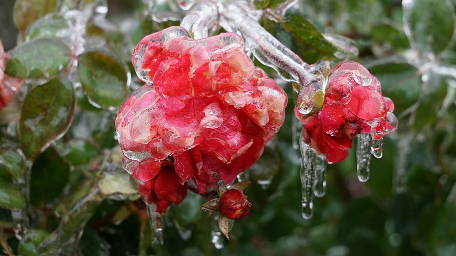 cold, ice, winter, twigs, drops of water, tree, rose, melt HD wallpaper