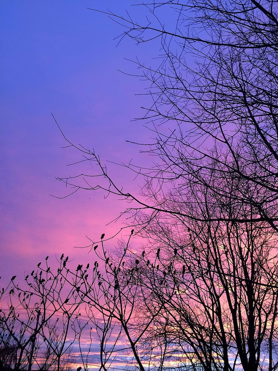 sunset, melbourne, tree, sky, branch, plant, bare tree, beauty in nature HD wallpaper