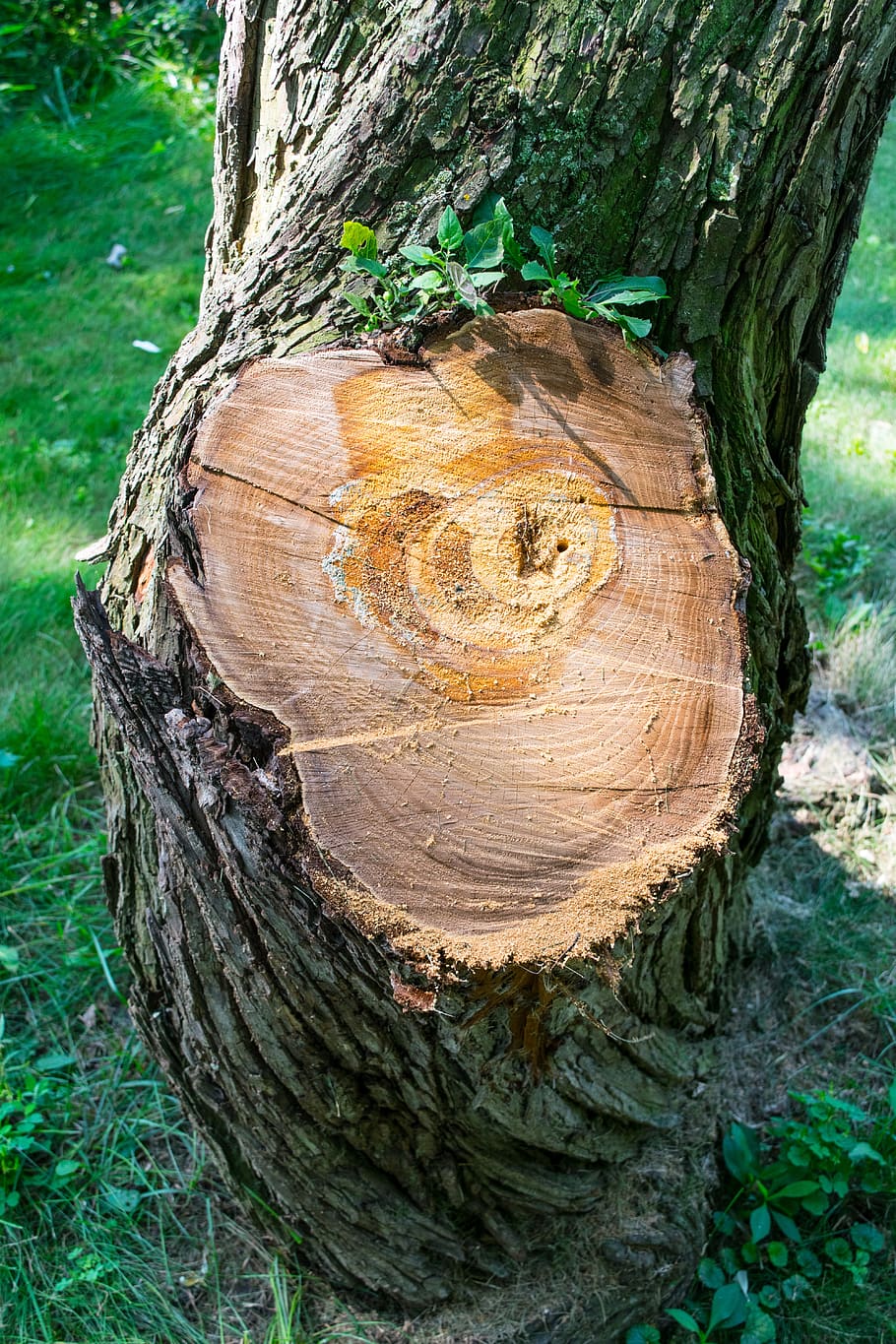 tree, cut, moss, trunk, log, green, concentric, slice, cutting HD wallpaper