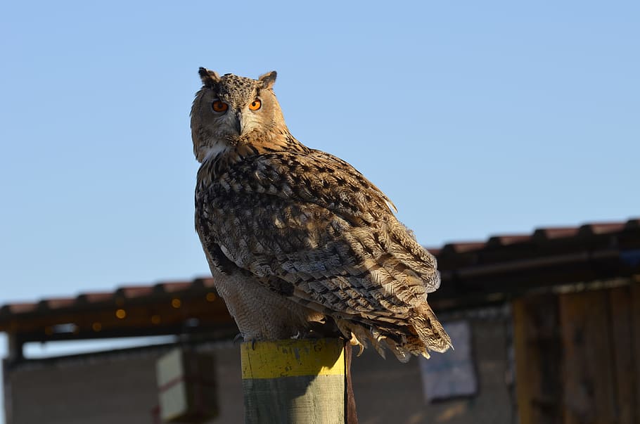 Eagle Owl, Feather, Bird, Raptor, falconry, plumage, view, zwerguhu HD wallpaper