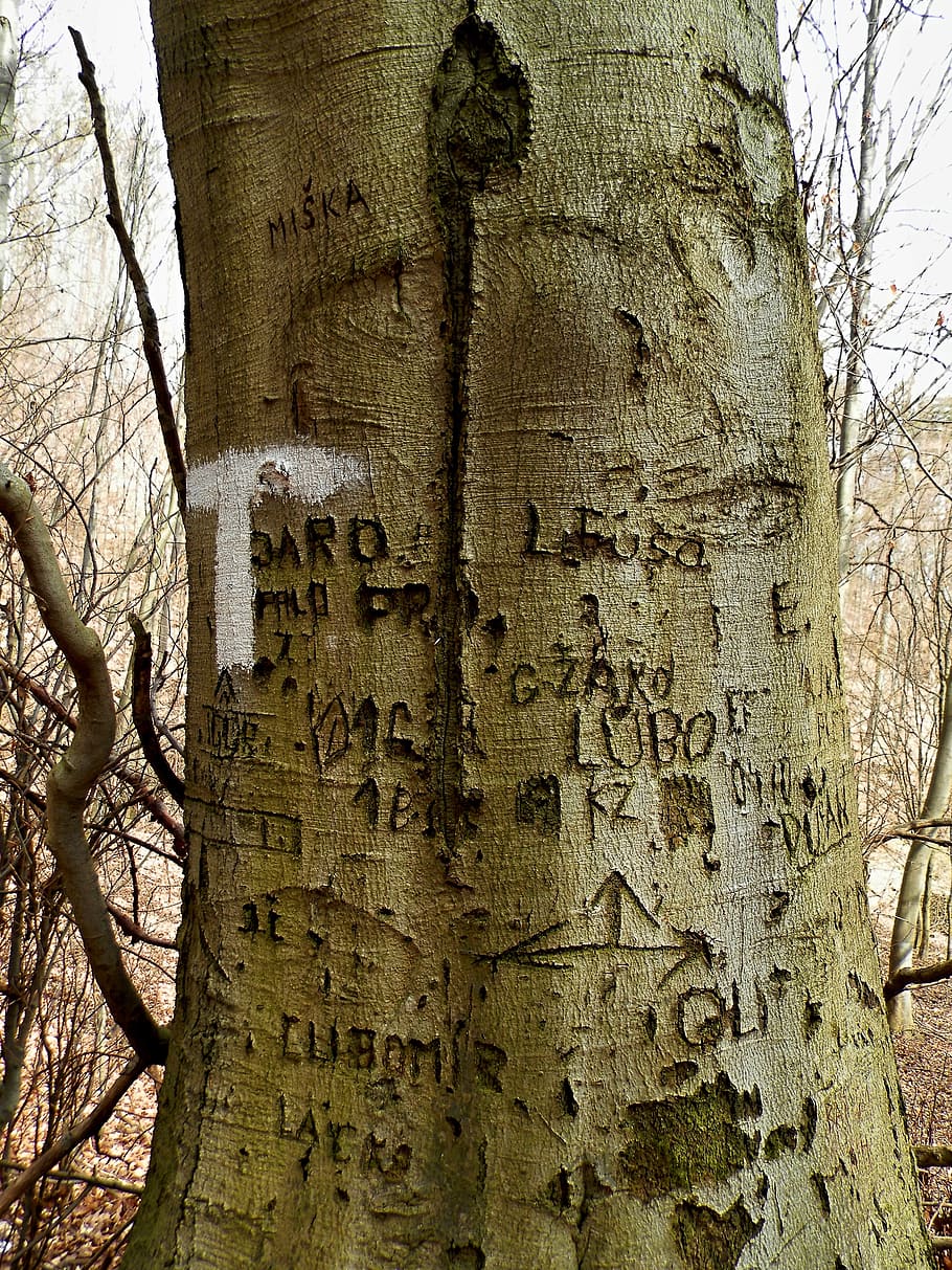 tree, love, romance, tree trunk, text, plant, day, no people HD wallpaper
