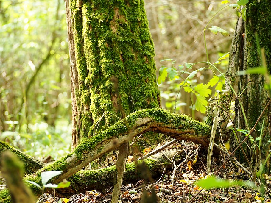 moss, wood, forest, log, nature, weave, weathered, fluffy, dead wood HD wallpaper