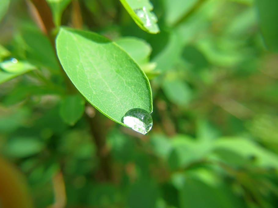 Dew, Leaf, Nature, Drop Of Water, spring, macro, green, rain HD wallpaper