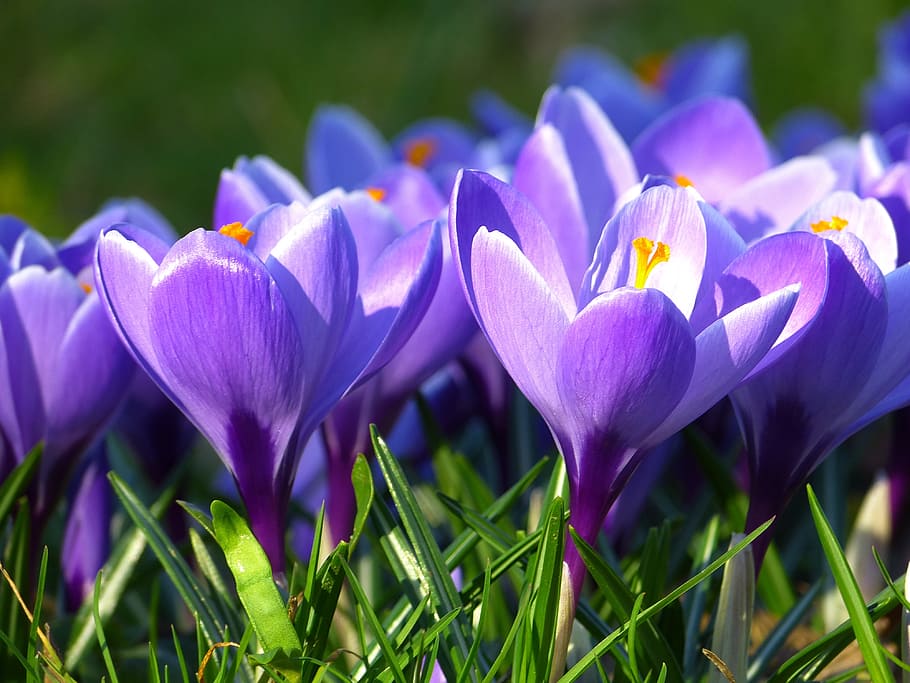 close-up photo of purple petaled flowers, crocus, blossom, bloom HD wallpaper