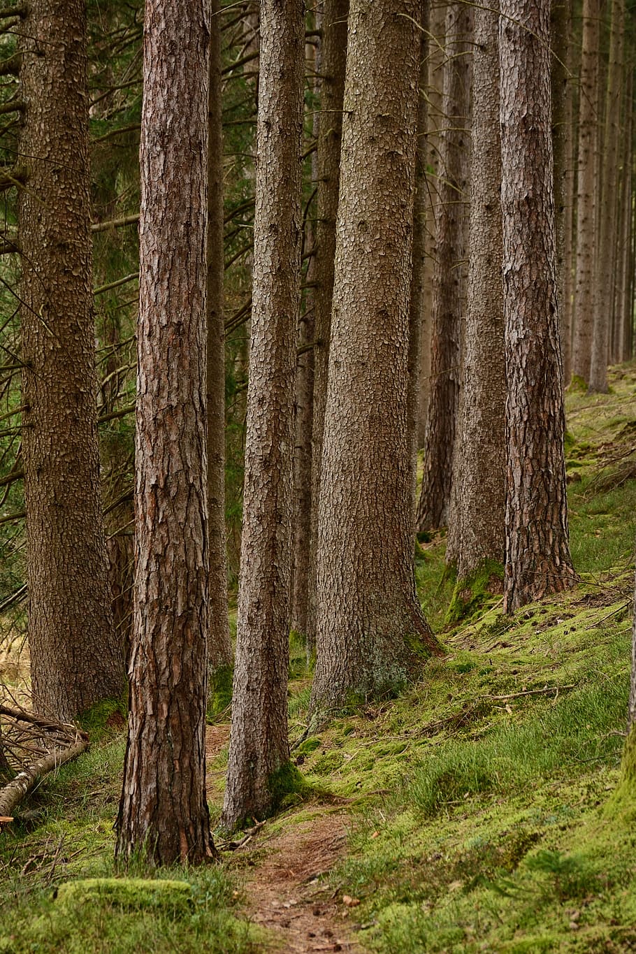 recovery, away, path, forest, nature, migratory path, hiking HD wallpaper