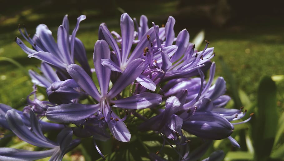 flora, flowers, lavender, nature, flowering plant, purple, vulnerability HD wallpaper