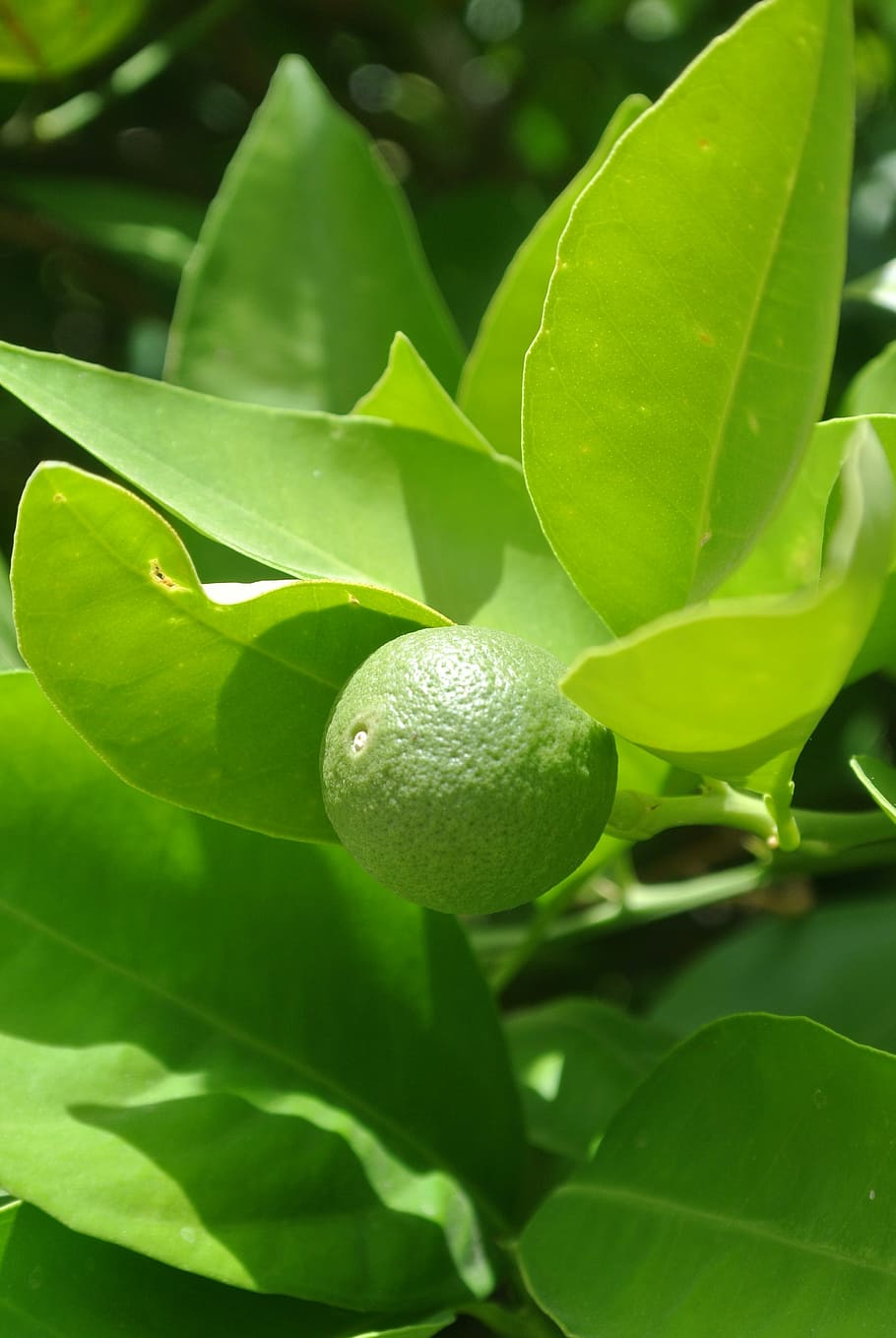 growth, potential, green, leaf, plant part, green color, fruit HD wallpaper