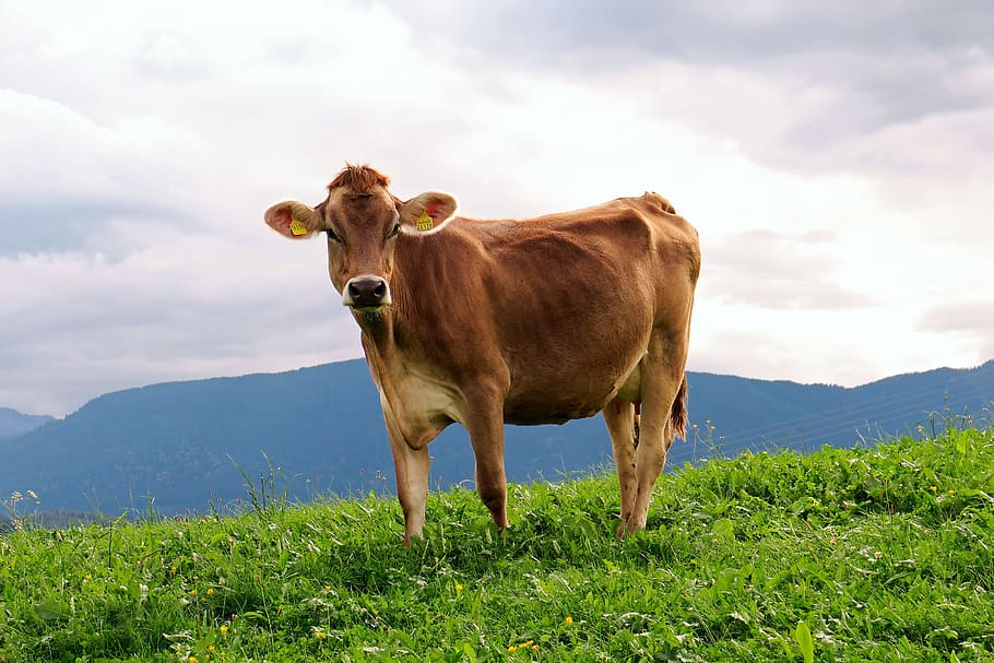 brown cow on green grass, animal, milk cow, meadow, alpine, brown swiss, HD wallpaper