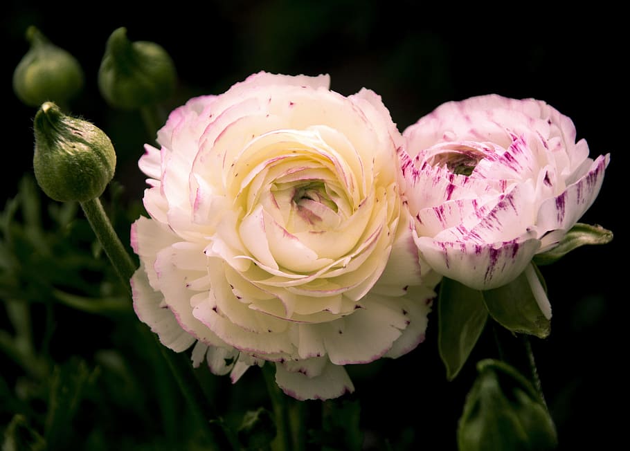 rose, white, peace, bud, white rose, love, nature, romance HD wallpaper