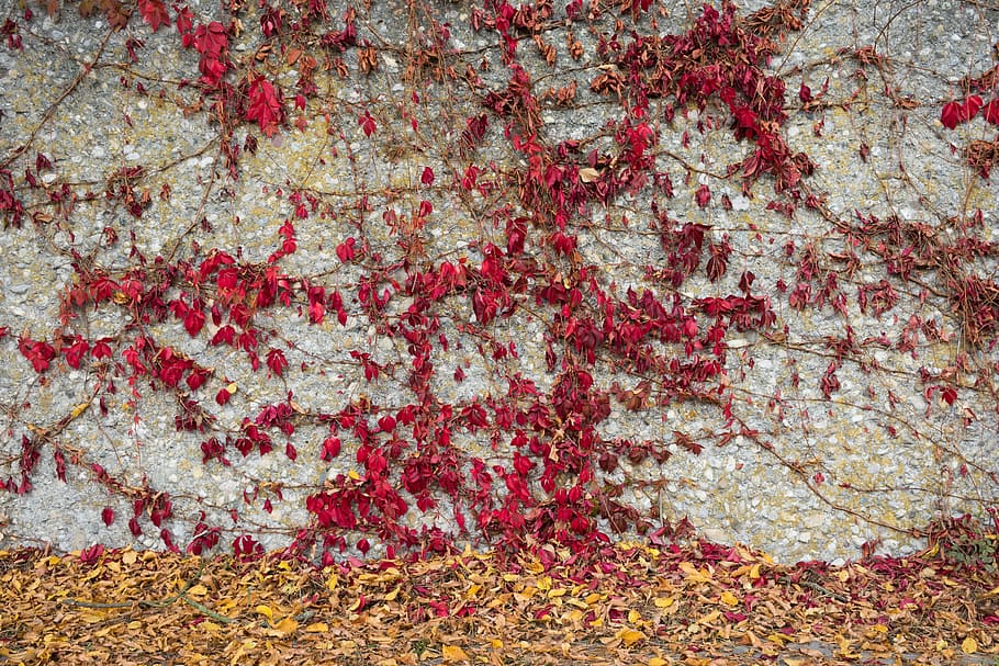 background, stone, texture, structure, backgrounds, wall, stone wall HD wallpaper