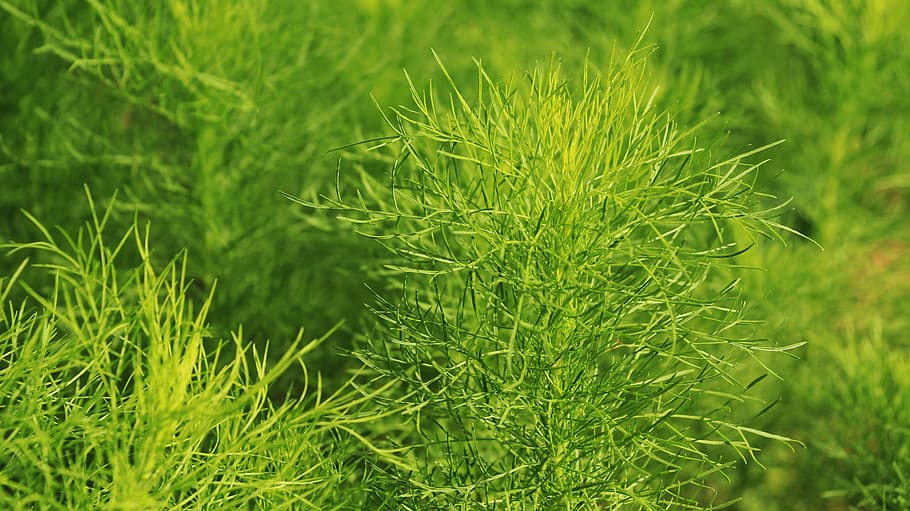 nature, leaf, green, green color, plant, growth, no people HD wallpaper