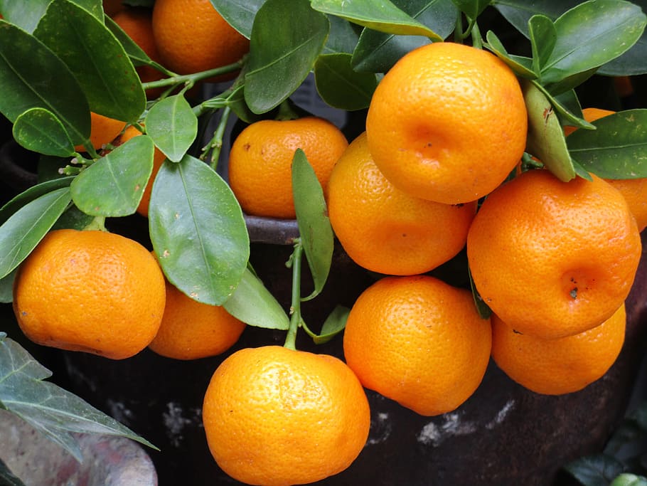 orange with leaves, mandarin, fruit, fresh, healthy, food, tangerine, HD wallpaper