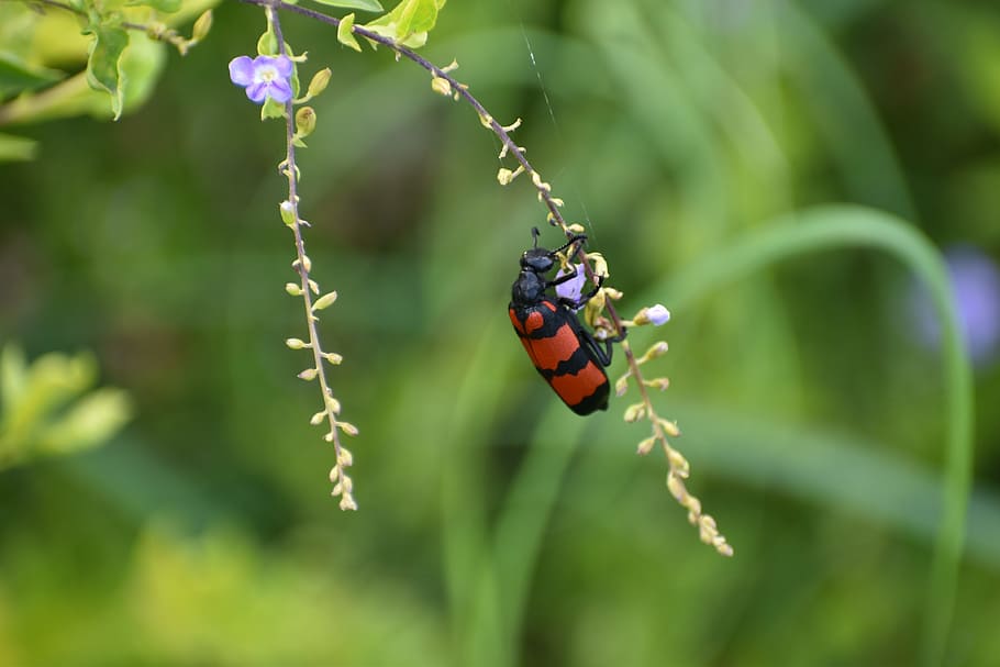 bug, beetle, insect, cleroidea, invertebrate, animal wildlife HD wallpaper