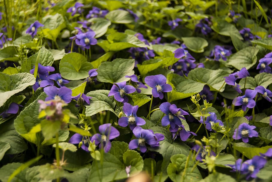 viola, violet, flower, purple, plant, spring, green, botany HD wallpaper