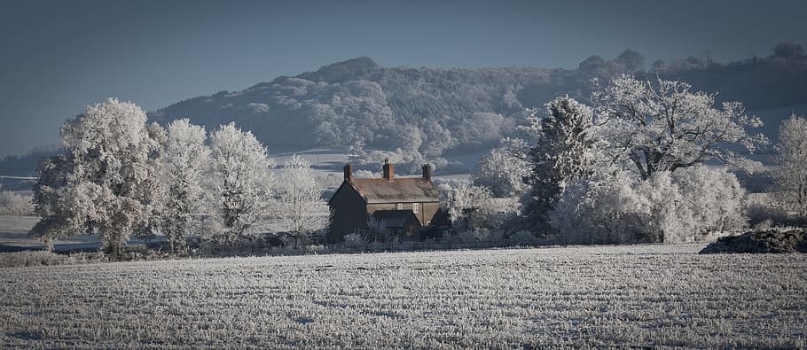 brown house surrounded white trees, brown house in middle of white leafed trees HD wallpaper