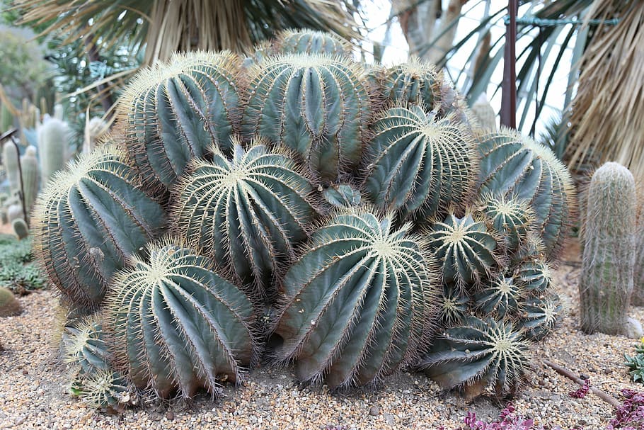 plants, nature, cactus, succulent plant, day, growth, no people HD wallpaper